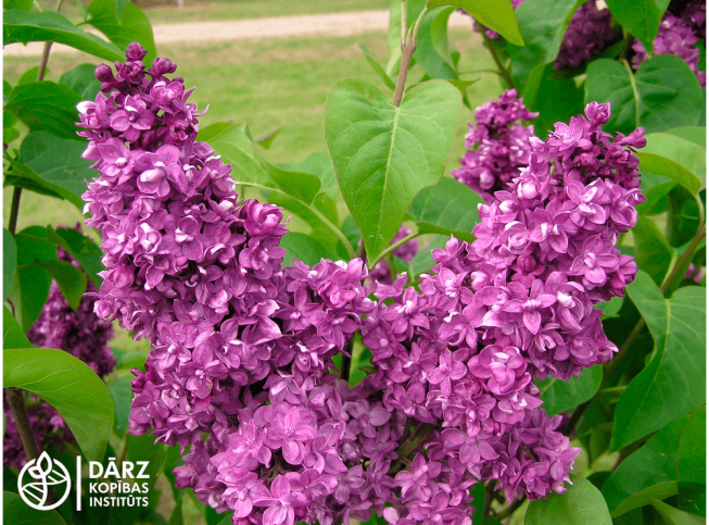 Syringa vulgaris   'Charles Joly'